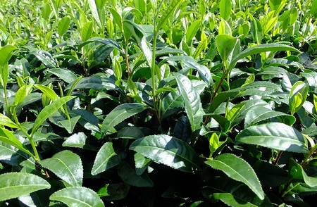 【新茶 ティーバッグ 6袋】先行予約 2027年度産 新茶 煎茶ティーバッグ お茶 静岡 日本茶  小栗農園 牧之原市 静岡県