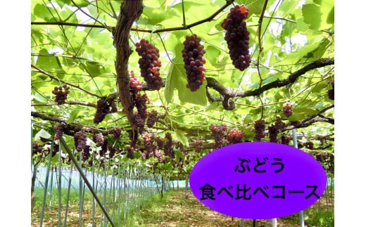 【定期便：全４回】ぶどう食べ比べコース（デラウェア、サニールージュ、スチューベン、シャインマスカット）　0142-2516