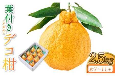 先行予約 果実の宝箱 葉付きデコ柑 不知火 約2.5kg 田辺農園