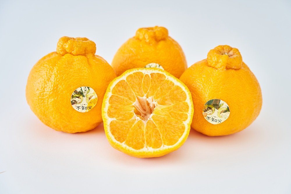 先行予約  加温栽培 不知火 約3kg（約7玉～10玉） 2026年12月上旬から中旬発送予定 しらぬい 蜜柑 国産 熊本県産 九州産 宇城市産 坂下園