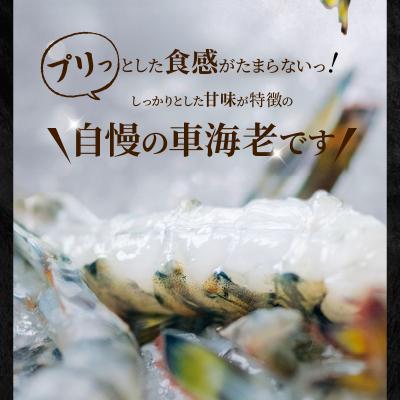 ふるさと納税 天草市 【指定日必須】活き車海老「やまと車海老」500g〈先行受付〉_S010-082 |  | 01
