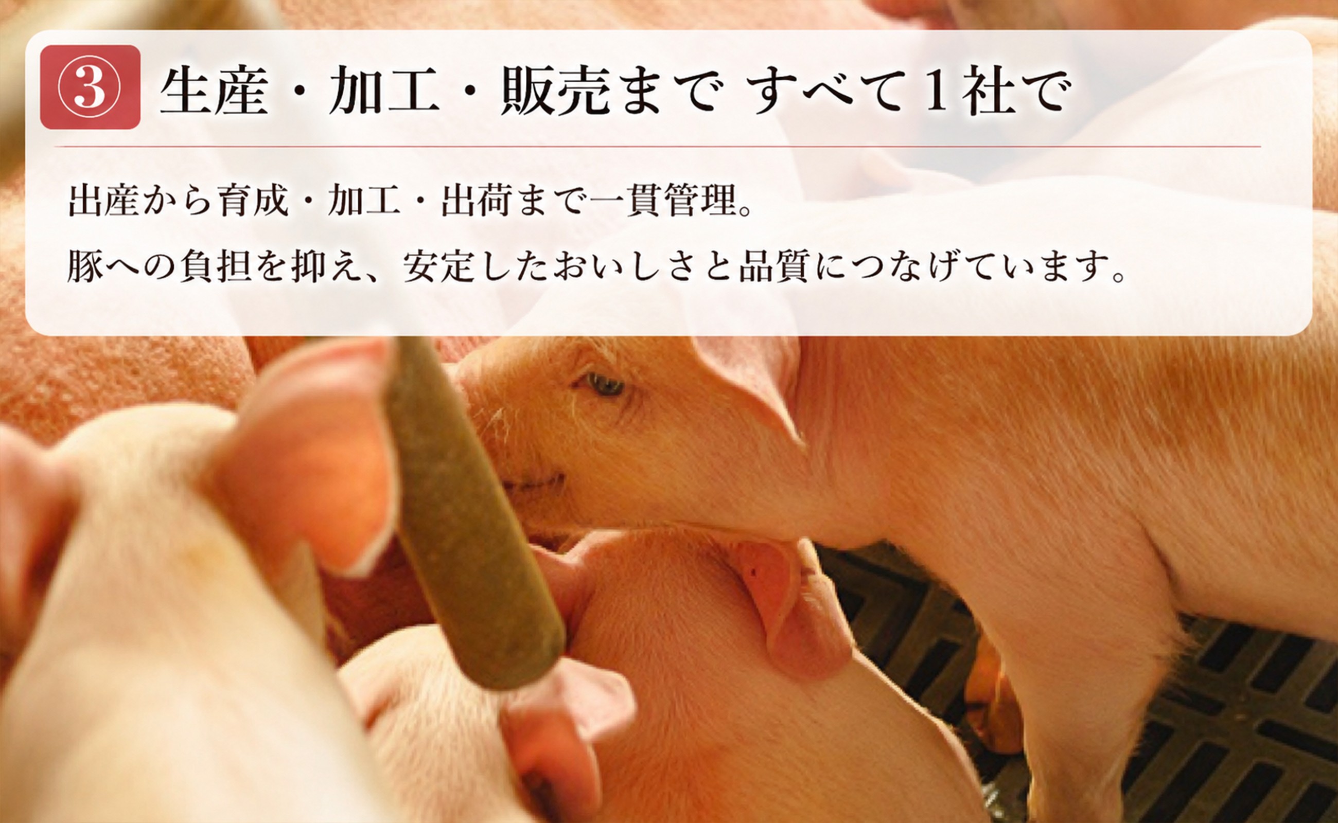出産から育成・加工・出荷まで一貫管理し、安定したおいしさと品質を守っています。