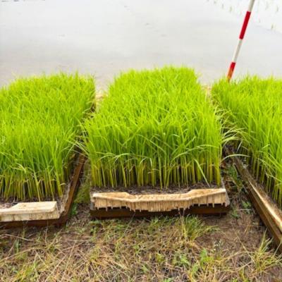 ふるさと納税 三条市 先行受付 新潟県三条市産 自然栽培米コシヒカリ 無洗米 3kg 【018S097】 |  | 03