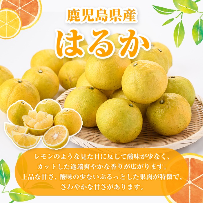 ＜先行予約受付中！2026年2月以降順次発送予定＞訳ありはるか(約6kg) 国産 鹿児島県産 果物 フルーツ 柑橘 みかん はるか【松永青果】akn053-40