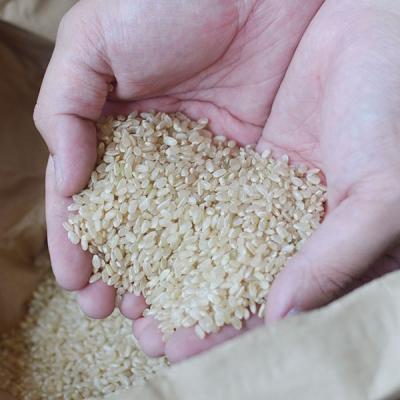 ふるさと納税 松前町 ★令和7年産発送★　伊予あぐり米「にこまる」(精米10kg) |  | 01