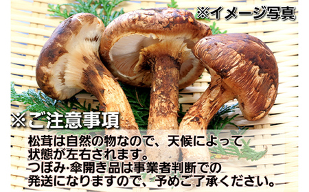 ≪2025年先行予約 9月中旬～10月下旬発送予定！≫三陸山田産 高級松茸 1本入り【ベルアクト】 秋の味覚 三陸山田産松茸 三陸山田 山田町 まつたけ マツタケ 野菜 山田産野菜 YD-895