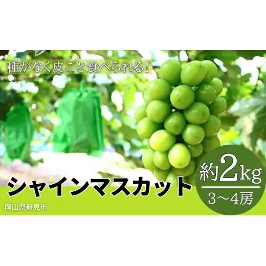 シャインマスカット 約2kg 3～4房 岡山県新見市 林農園 【先行予約 2026年10月上旬から順次発送】