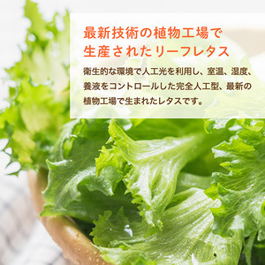 レタス ピュアリーフ 4個入り リーフレタス 栽培期間中 無農薬 新鮮 サラダ 最新植物工場レタス