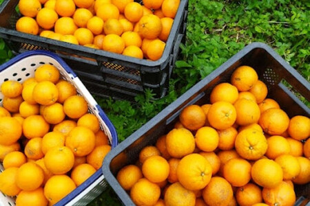 奄美大島産 たんかん 家庭用 3kg（約18～25個）＜完全農薬不使用栽培＞