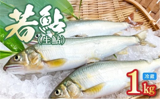 
                  若鮎(生鮎)1㎏【冷蔵】 N070-YA3369_1
                