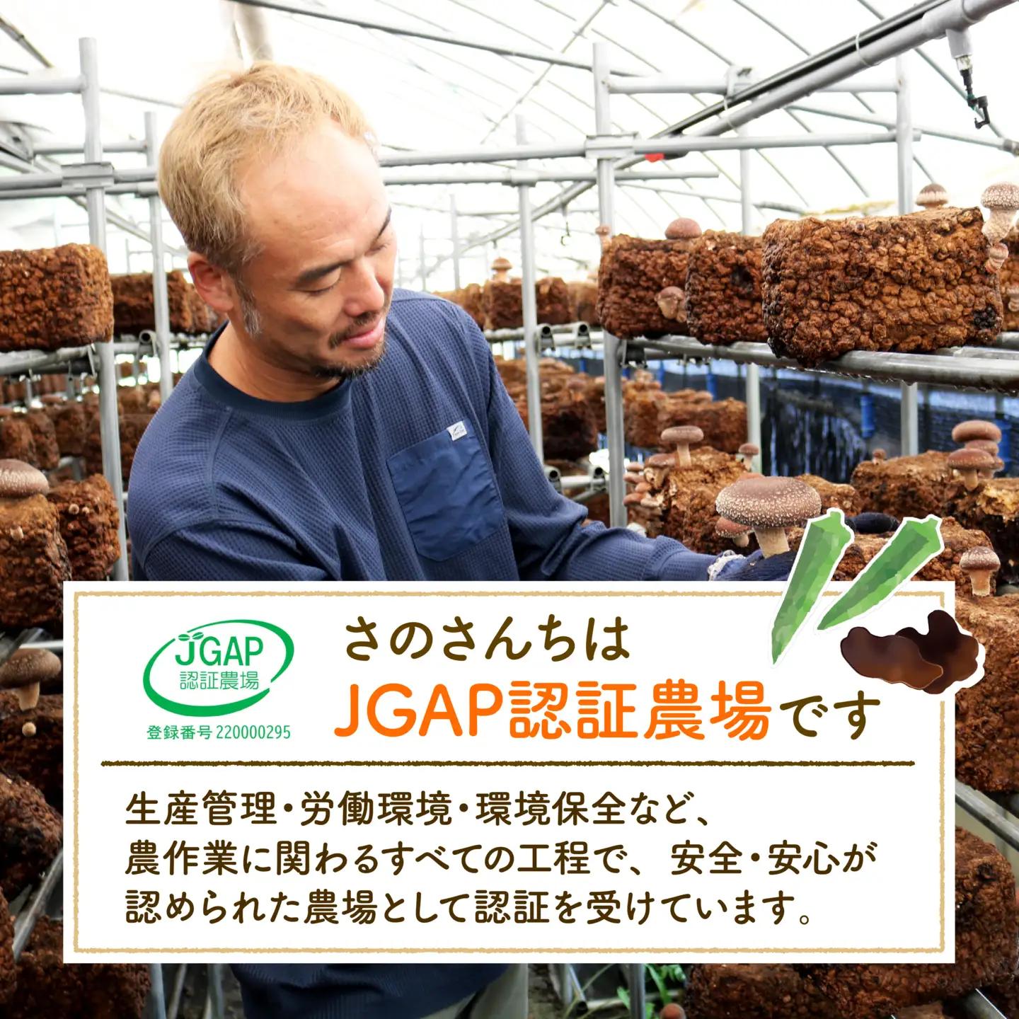 生キクラゲ500g オクラ500g セット 計1kg キクラゲ オクラ