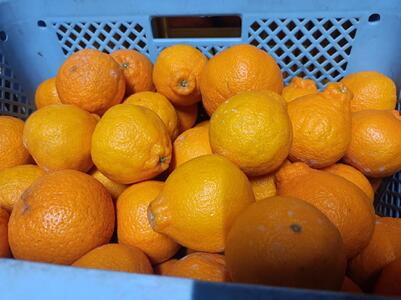 先行予約 不知火 4kg サイズ不選別 果物 くだもの フルーツ 2026年1月下旬～2月下旬発送予定 柑橘 デコポンと同品種 デコポンの品種名が不知火 デコポンR デコポンはJA熊本果実連の登録商標