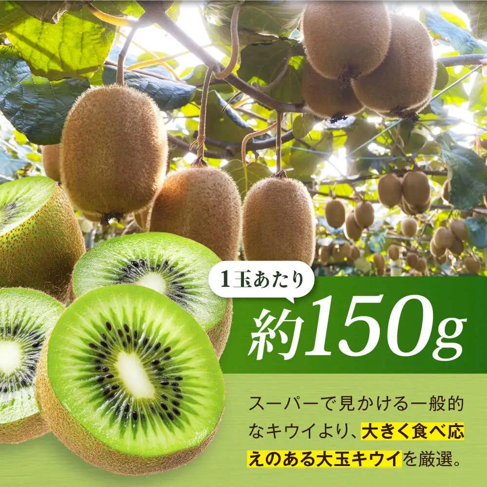 キウイフルーツ 約1.3kg（×9個） [AGDC002]