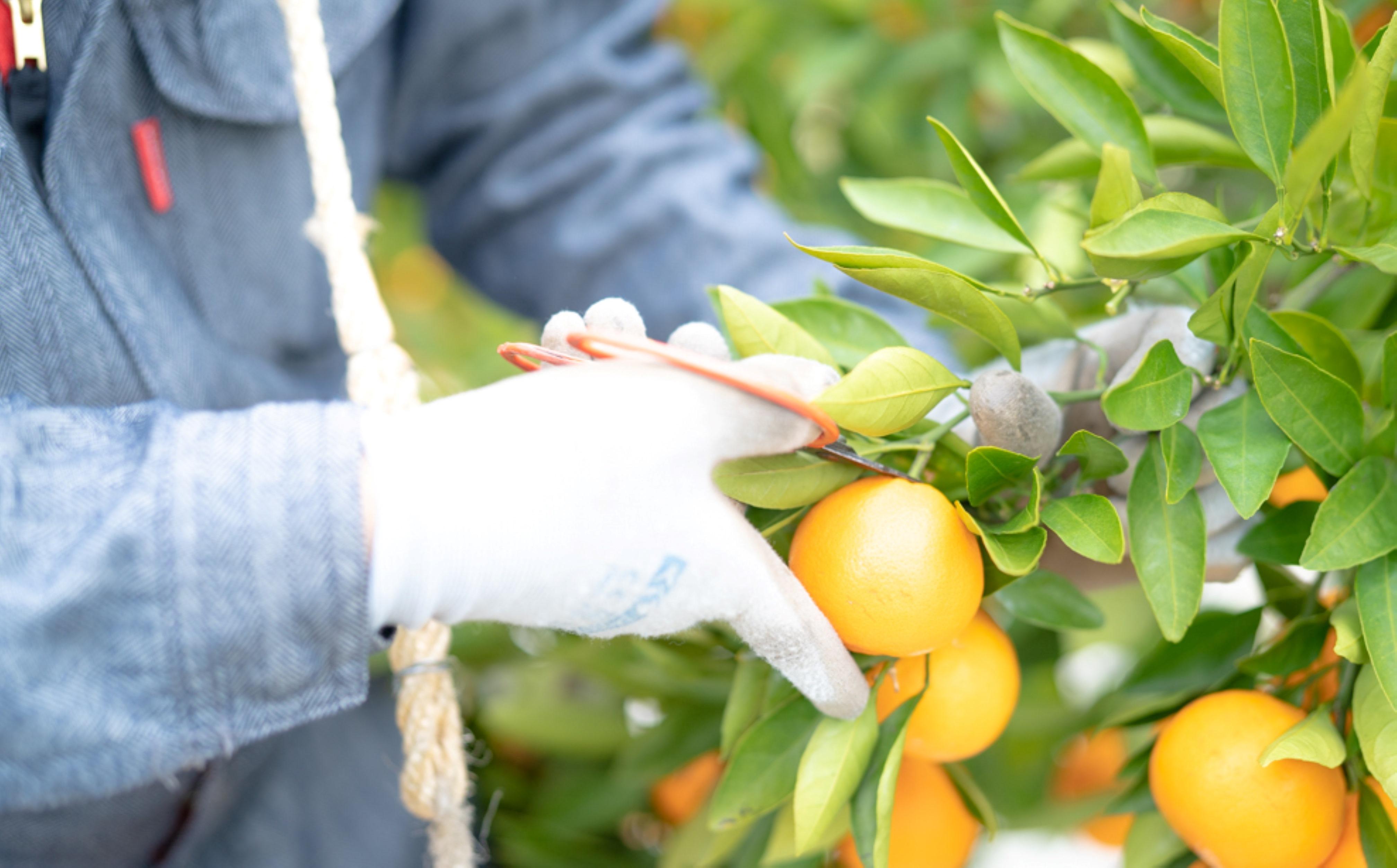 年内発送 ちょっと 傷あり 完熟早生 有田みかん S または SS 5kg 和歌山 南泰園 みかん BS648_イメージ5