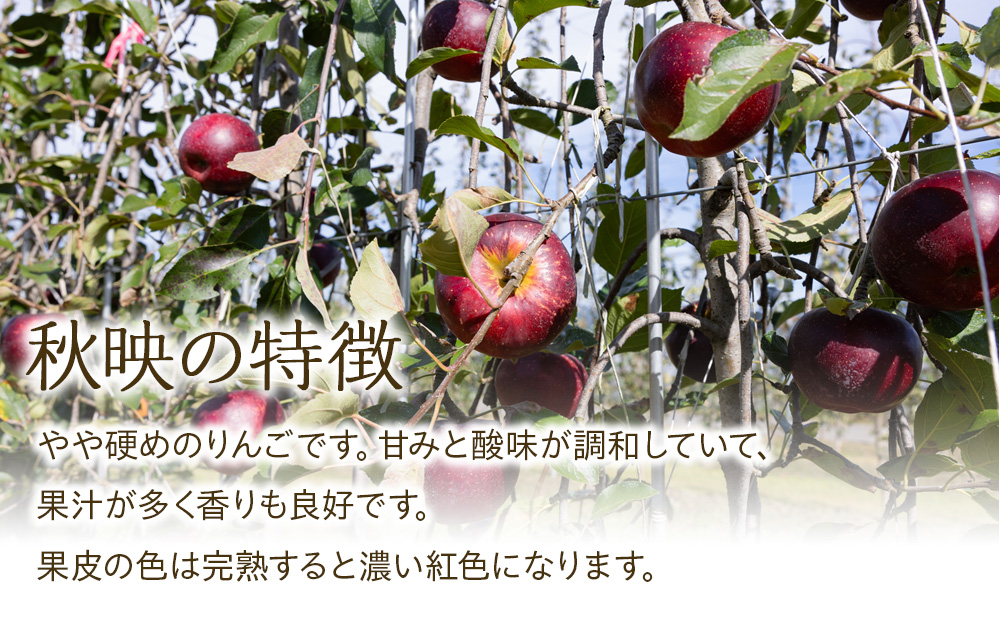 【2024年/令和6年度発送分！先行予約】甘さの中に程よい酸味があり、香り豊かな初秋のりんご【おぜの紅】約5kg