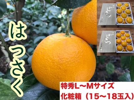 定期便 旬の有田産かんきつ味わい セット 全4回 お届け 南泰園