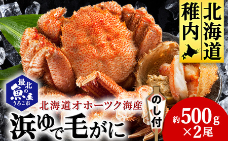 【のし付き】北海道オホーツク海産 浜ゆで毛がに　約500g×2尾【配送不可地域：離島】
