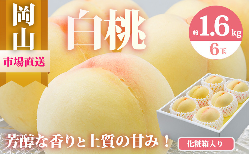 
            [№5615-0471]桃 2026年 先行予約 岡山 白桃 6玉（合計1.6kg以上）化粧箱入り もも モモ 岡山県産 国産 フルーツ 果物 ギフト 
          