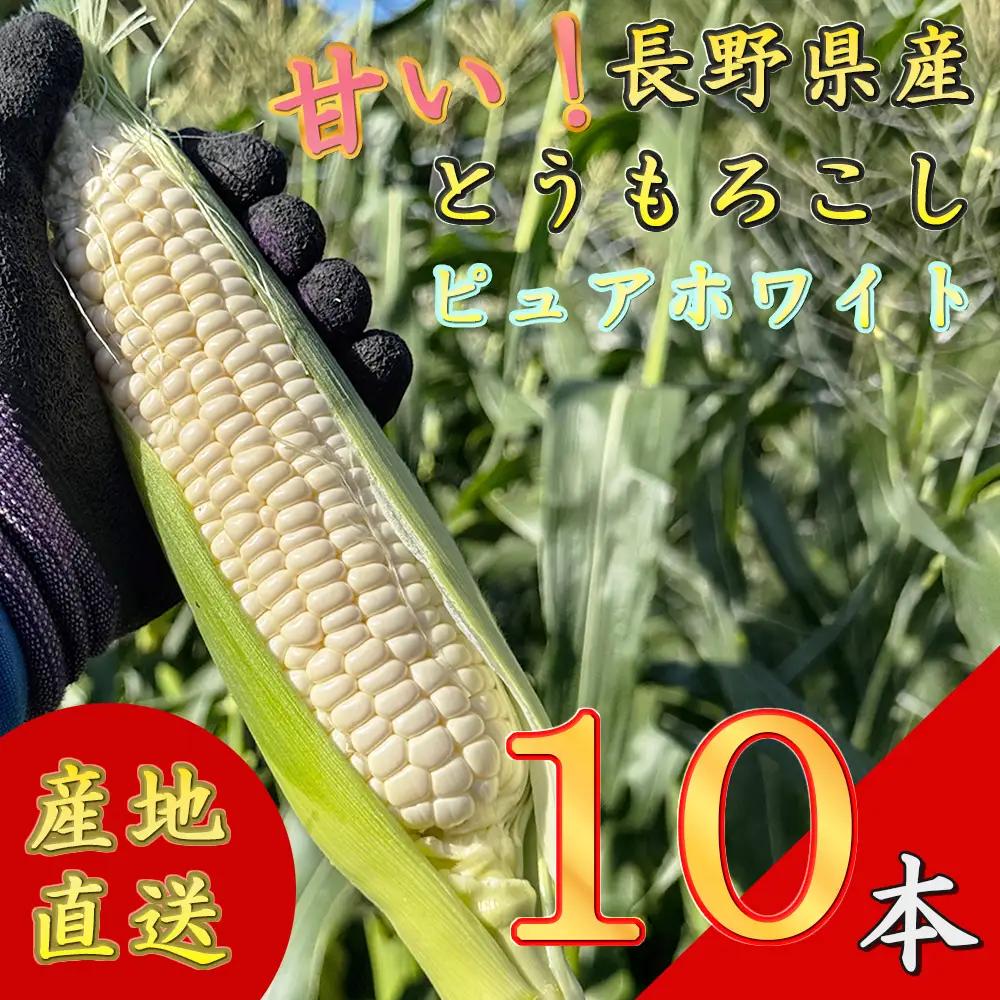 【先行予約】【期間限定】長野県長和町産 黒耀水育ちのあまいとうもろこし 人気品種「ピュアホワイト」10本入り とうもろこし セット 冷蔵便 新鮮スイートコーン4kg 朝採れトウモロコシ