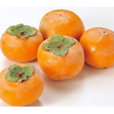 ふるさと納税 米子市 富有柿(4kg)