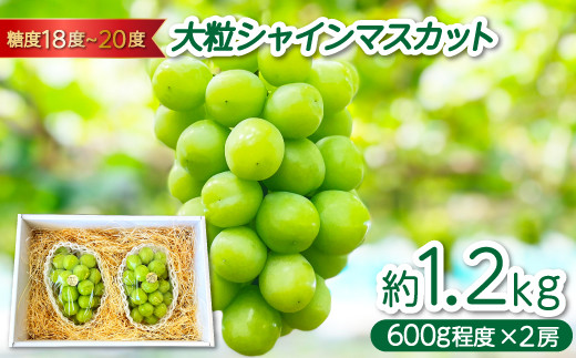 椋ぶどう園の大粒種なし シャインマスカット （600g程度×2房）【シャインマスカット 2026予約 先行予約 大粒 果物 くだもの フルーツ ブドウ ぶどう 葡萄 しゃいんますかっと マスカット 種なし 期間限定 季節限定 早期予約】