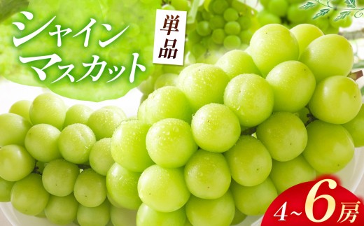 【先行予約】 シャインマスカット 4～6房入り ( 2kg以上 ) | 数量限定 新鮮 産地直送 ぶどう ブドウ 葡萄 シャイン マスカット 果物 くだもの フルーツ 大分県産 九州産 国産 大分県 中津市