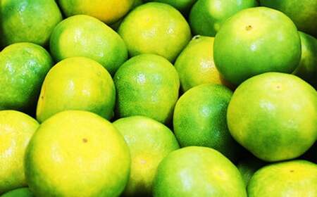 熊本県産グリーンハウス蜜柑 約2キロ前後 果物 フルーツ みかん 蜜柑 ミカン ハウスみかん グリーンハウス 約2kg前後 常温 熊本県産  【2026年7月上旬発送開始】