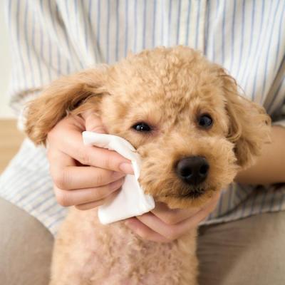 ふるさと納税 角田市 【25枚入×32P】ペット用ボディタオル　DBWT |  | 02