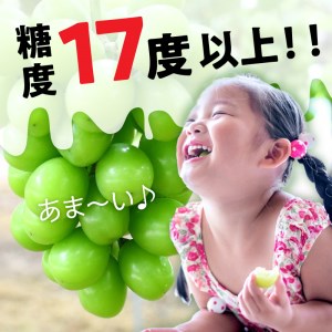 【8月中旬より発送】シャインマスカット大粒 1房【800g以上】【糖度17度以上】