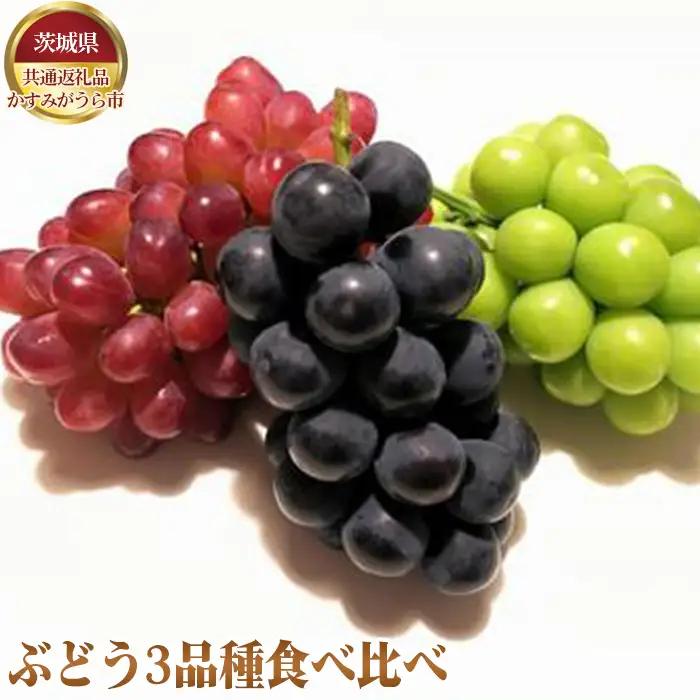 【先行予約】ぶどう3品種食べ比べ【茨城県共通返礼品 かすみがうら市】 No.639