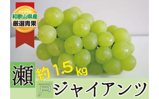 瀬戸ジャイアンツ 約1.5kg ★数量限定・大人気★【2025年8月下旬～2025年9月中旬頃順次発送】