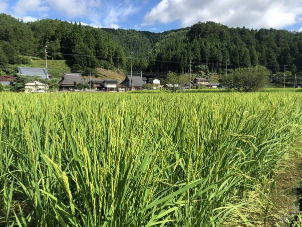【新米先行受付】【京都ファーム】令和8年産 京都ファームのコシヒカリ 精米5kg 9月発送 | 京北 人気 米 ［ 京都 京北産 こしひかり 人気 おすすめ 米 コメ おこめ お取り寄せ 通販 送料無料 ふるさと納税 ］