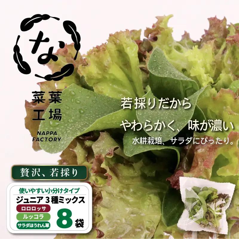 3種ミックス 若採り ルッコラ ほうれん草 みずな ジュニア | サラダ 水菜 水耕 葉物 野菜 南国市