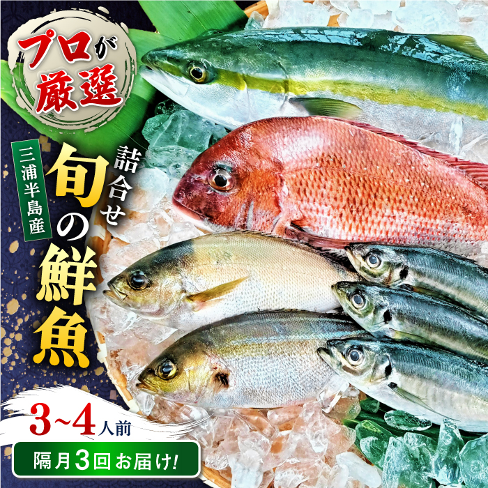 【全3回 隔月 定期便】旬のおまかせ 厳選鮮魚セット 3～4人前(2～3魚種) 【長井水産株式会社】 [AKAJ017]