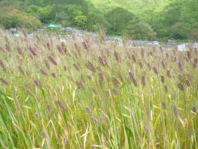 内子町産 もち麦（9kg）【穀物 穀類 食品 人気 おすすめ 送料無料】