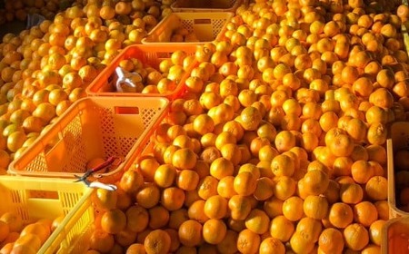 【秀品】作田農園直送！ポンカンＭサイズ3kg _ 減農薬 有機肥料 ポンカン ぽんかん くだもの 果物 フルーツ 柑橘 かんきつ みかん ミカン 人気