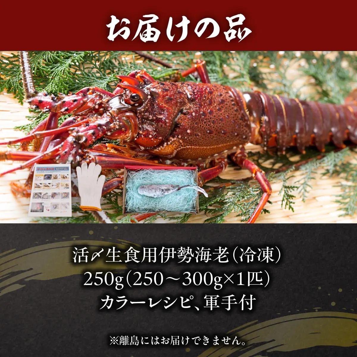 活〆生食用伊勢海老（冷凍）２５０ｇ（２５０～３００ｇ）×１匹 /  ONJB003　伊勢海老　海老　イセエビ　生食用