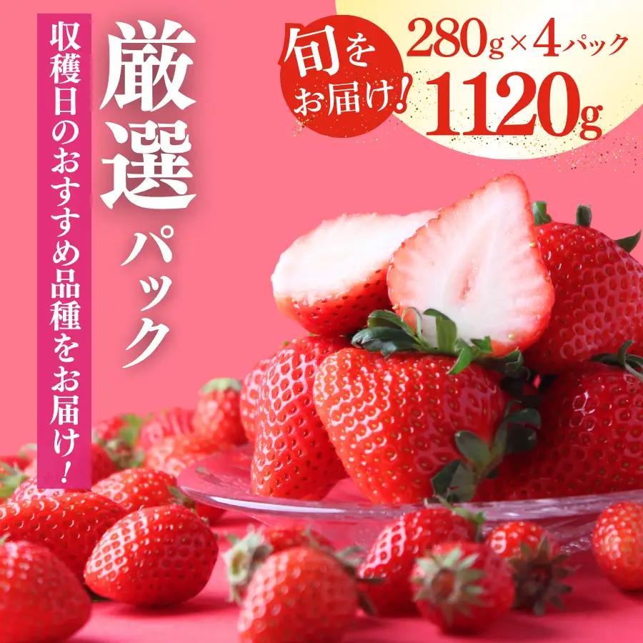 いちご【2027年発送】厳選 4パック×280g 完熟いちご