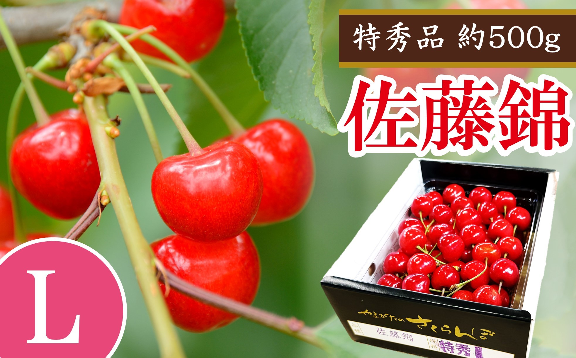 
                  【令和9年産 先行予約】 さくらんぼ 「佐藤錦」 約500g (特秀 L) バラ詰め 《令和9年6月中旬発送》 『マルエ青果』 先行予約 サクランボ 果物 フルーツ 山形県 南陽市 [2703]
                