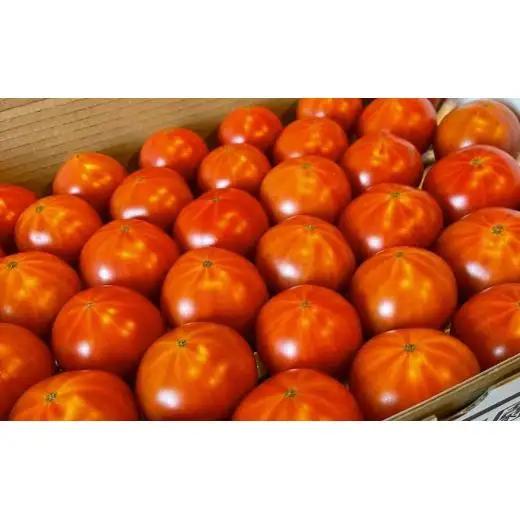 【先行予約】 【甘みがジュワ～っ！】瀬戸内のフルーツトマト 2kg 糖度8度以上 【 2027年4月中旬発送開始 】 大崎上島 越田農園
