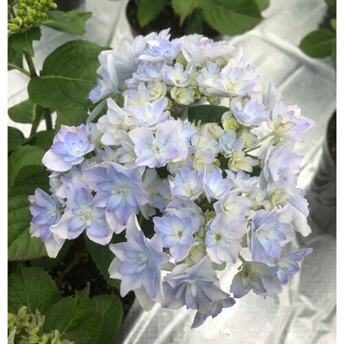 【2026年 先行予約】アジサイ 空海 5号 青系 | 根本園芸 【53850-001-06】