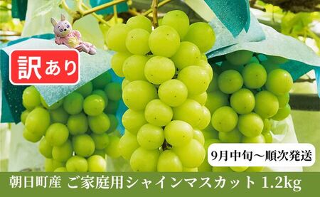 ＜ 先行予約 ＞ 訳あり シャインマスカット 1.2kg以上 農家直送 【2026年9月中旬～11月上旬発送】ぶどう ブドウ 葡萄 果物 フルーツ 家庭用 ご家庭用 秋 山形県 朝日町産 山形産