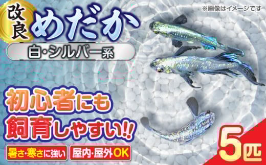 メダカ5匹（白・シルバー系） 改良メダカ めだか ホワイト メダカ めだか ビオトープ 愛西市 / 株式会社プロスパージャパン [AEAK001]
