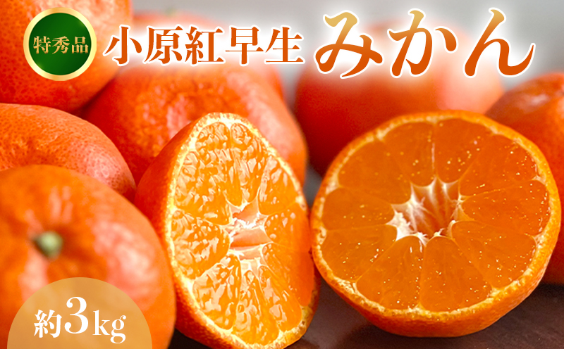 【2026年11月中旬より順次発送】【特秀品】みかん 小原紅早生 約3kg 真っ赤なみかん 小原紅早生みかん 甘い ミカン 蜜柑 フルーツ 果物 くだもの 柑橘 柑橘類 デザート 旬 産地直送 冬の味覚 旬の果物 旬のフルーツ お取り寄せ 取り寄せ