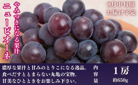 【全3回】フルーツ定期便 夏のいいとこどり 少人数用 定期便
