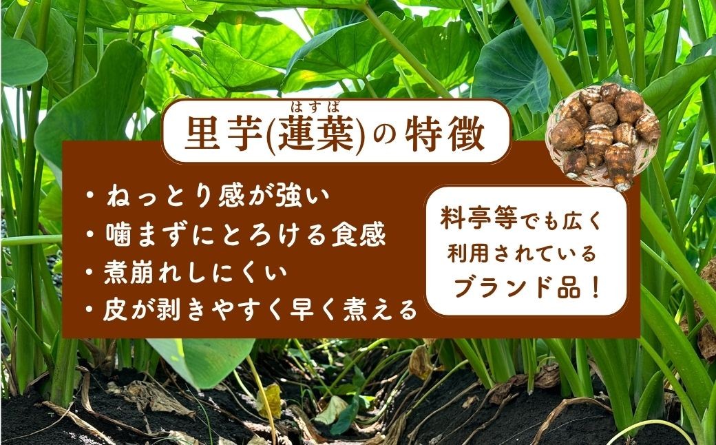 里芋 さといも 芋 イモ 5kg 2L 訳あり 芋煮 煮物 産地直送 産直 季節限定 期間限定 新鮮 埼玉 所沢市 関東