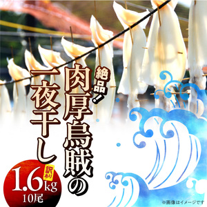1836R_【訳あり】絶品！肉厚するめ烏賊一夜干したっぷり10尾（1.6kg以上）