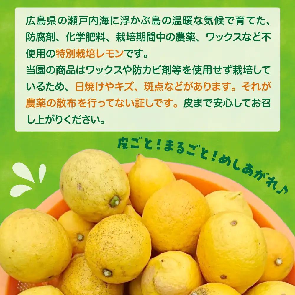 【先行受付】【2026年12月～発送】栽培期間中農薬不使用「レモン」 約1kg ku033-004-26