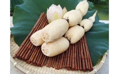 【数量限定】美白れんこん「五泉美人」 4kg 新潟県 五泉市 五泉蓮根生産組合 れんこん レンコン 蓮根 2025年10月中旬発送予定