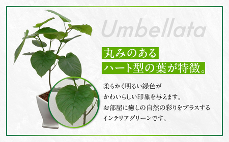 ウンベラータ 観葉植物 植物 6号鉢 人気 おしゃれ かわいい お手入れ 室内 大鉢 中型 インテリア リビング 玄関 寝室 キッチン オフィス プレゼント ギフト 新居 入居 インテリアグリーン グ